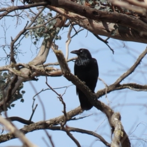 Corvus coronoides at Rendezvous Creek, ACT - 16 Sep 2020 02:44 PM