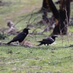 Corvus coronoides at Rendezvous Creek, ACT - 16 Sep 2020 02:44 PM