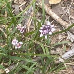 Wurmbea dioica subsp. dioica (Early Nancy) at Thalaba Nature Reserve - 13 Sep 2020 by SthTallagandaSurvey