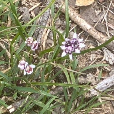 Wurmbea dioica subsp. dioica (Early Nancy) at Laggan, NSW - 13 Sep 2020 by SthTallagandaSurvey