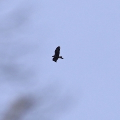 Aquila audax at Rendezvous Creek, ACT - 16 Sep 2020 02:32 PM