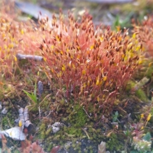 Ditrichaceae at suppressed - suppressed
