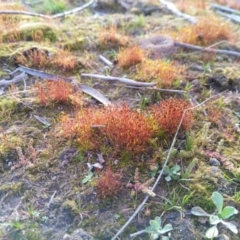 Ditrichaceae at suppressed - suppressed