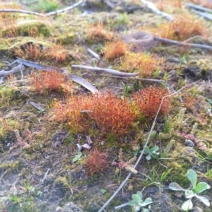 Ditrichaceae at suppressed - suppressed