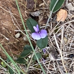 Hovea heterophylla (Common Hovea) at Laggan, NSW - 13 Sep 2020 by SthTallagandaSurvey