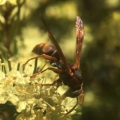 Polistes (Polistella) humilis (Common Paper Wasp) at Acton, ACT - 17 Sep 2020 by PeterA