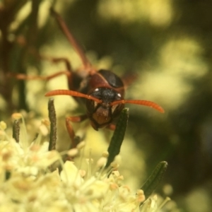 Polistes (Polistella) humilis at Acton, ACT - 17 Sep 2020