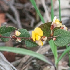 Platylobium montanum subsp. montanum (Mountain Flat Pea) at Laggan, NSW - 13 Sep 2020 by SthTallagandaSurvey