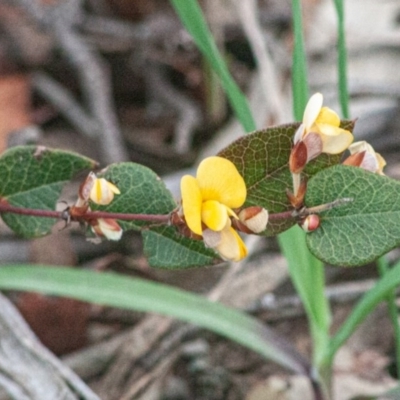 Platylobium montanum subsp. montanum (Mountain Flat Pea) at Thalaba Nature Reserve - 13 Sep 2020 by SthTallagandaSurvey