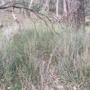 Carex tereticaulis at Downer, ACT - 17 Sep 2020 04:16 PM