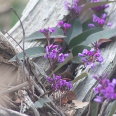 Hardenbergia violacea (False Sarsaparilla) at Thalaba Nature Reserve - 13 Sep 2020 by SthTallagandaSurvey