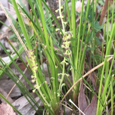 Lomandra filiformis (Wattle Mat-rush) at Mount Majura - 17 Sep 2020 by JaneR