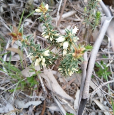 Melichrus urceolatus (Urn Heath) at Carwoola, NSW - 17 Sep 2020 by Zoed