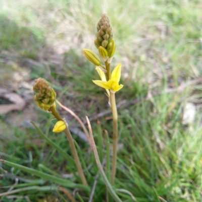 Bulbine bulbosa (Golden Lily, Bulbine Lily) at Carwoola, NSW - 17 Sep 2020 by Zoed