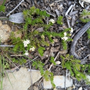 Asperula conferta at Carwoola, NSW - 17 Sep 2020