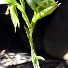 Bunochilus umbrinus (Broad-sepaled Leafy Greenhood) at Tuggeranong DC, ACT - 12 Sep 2020 by rupert.b