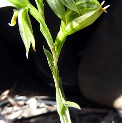 Bunochilus umbrinus (ACT) = Pterostylis umbrina (NSW) (Broad-sepaled Leafy Greenhood) at Tuggeranong DC, ACT by rupert.b