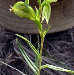 Bunochilus umbrinus (ACT) = Pterostylis umbrina (NSW) at suppressed - suppressed