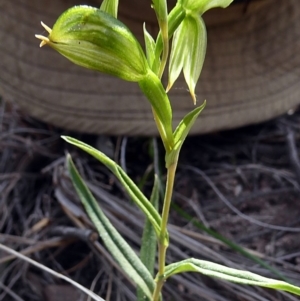 Bunochilus umbrinus (ACT) = Pterostylis umbrina (NSW) at suppressed - suppressed