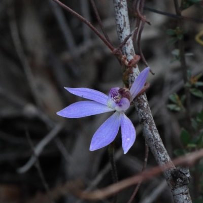 Cyanicula caerulea (Blue Fingers, Blue Fairies) at O'Connor, ACT - 17 Sep 2020 by ConBoekel