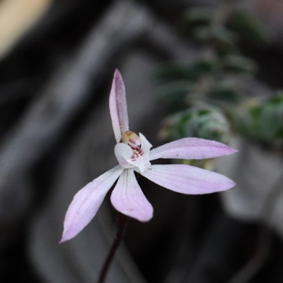 Caladenia fuscata (Dusky Fingers) at O'Connor, ACT - 17 Sep 2020 by ConBoekel