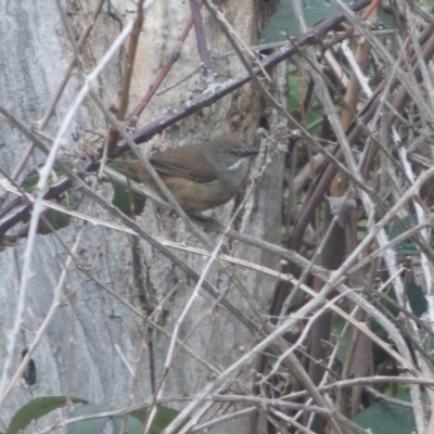 Sericornis frontalis (White-browed Scrubwren) at Tuena, NSW - 13 Sep 2020 by SthTallagandaSurvey