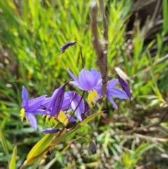 Stypandra glauca (Nodding Blue Lily) at Tuggeranong DC, ACT - 17 Sep 2020 by ChrisHolder