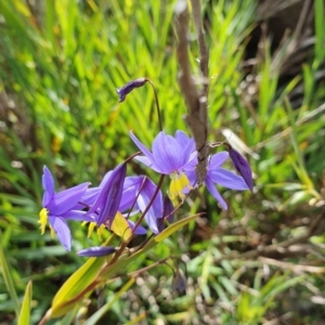 Stypandra glauca at Tuggeranong DC, ACT - 17 Sep 2020