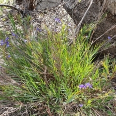 Stypandra glauca at Tuggeranong DC, ACT - 17 Sep 2020