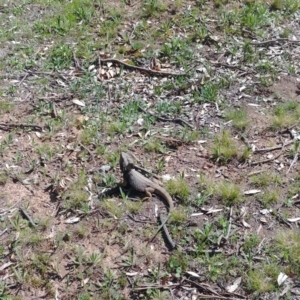 Pogona barbata at Hackett, ACT - suppressed