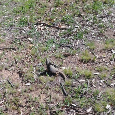 Pogona barbata (Eastern Bearded Dragon) at Hackett, ACT - 17 Sep 2020 by Avery