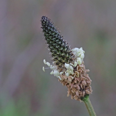 Plantago lanceolata (Ribwort Plantain, Lamb's Tongues) at O'Connor, ACT - 17 Sep 2020 by ConBoekel