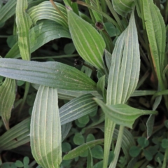 Plantago lanceolata at O'Connor, ACT - 17 Sep 2020