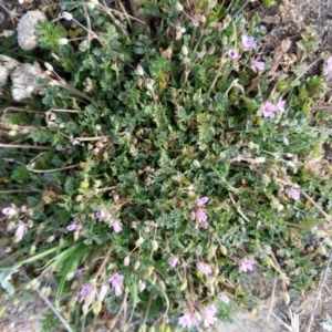 Erodium cicutarium at Carwoola, NSW - suppressed