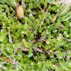 Galium murale (Small Bedstraw) at Carwoola, NSW - 17 Sep 2020 by Zoed