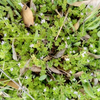 Galium murale (Small Bedstraw) at Carwoola, NSW - 17 Sep 2020 by Zoed