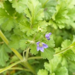 Erodium crinitum (Native Crowfoot) at Carwoola, NSW - 17 Sep 2020 by Zoed