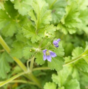 Erodium crinitum at Carwoola, NSW - suppressed