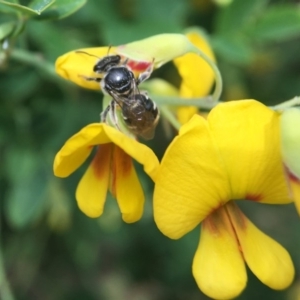 Lipotriches (Austronomia) ferricauda at Acton, ACT - 17 Sep 2020