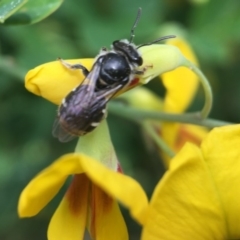 Lipotriches (Austronomia) ferricauda at Acton, ACT - 17 Sep 2020