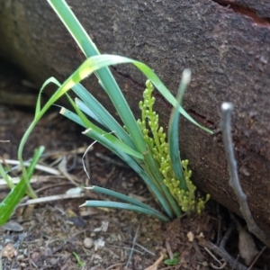 Lomandra filiformis at Hughes, ACT - 17 Sep 2020