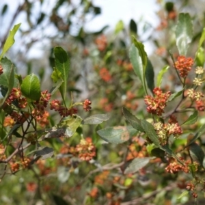 Dodonaea viscosa at Hughes, ACT - 17 Sep 2020