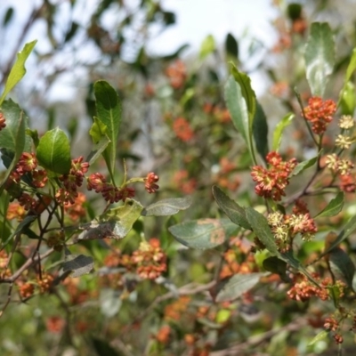 Dodonaea viscosa (Hop Bush) at Hughes, ACT - 17 Sep 2020 by JackyF