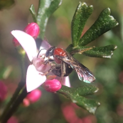 Lasioglossum (Callalictus) callomelittinum (Halictid bee) at Acton, ACT - 17 Sep 2020 by PeterA
