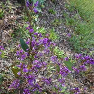 Hardenbergia violacea at Deakin, ACT - 17 Sep 2020 04:38 PM