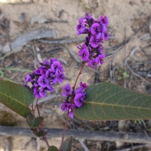 Hardenbergia violacea at Deakin, ACT - 17 Sep 2020 04:38 PM