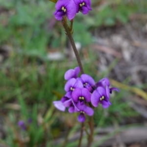 Hardenbergia violacea at Deakin, ACT - 17 Sep 2020