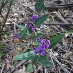 Hardenbergia violacea at Deakin, ACT - 17 Sep 2020 04:38 PM