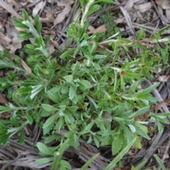 Euchiton involucratus (Star Cudweed) at Deakin, ACT - 17 Sep 2020 by JackyF