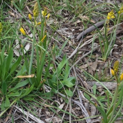 Bulbine bulbosa (Golden Lily, Bulbine Lily) at Hughes, ACT - 17 Sep 2020 by JackyF